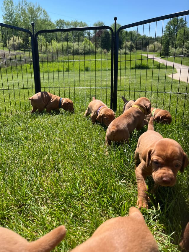 Vizsla Puppies media 2
