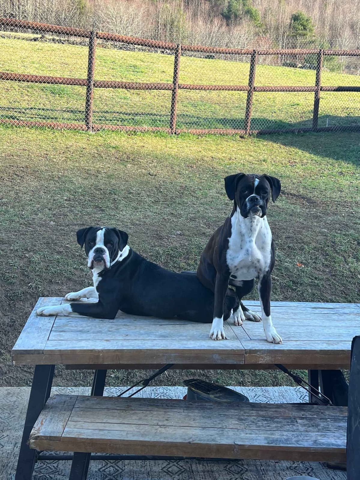 Boxer Puppies breeder image 1