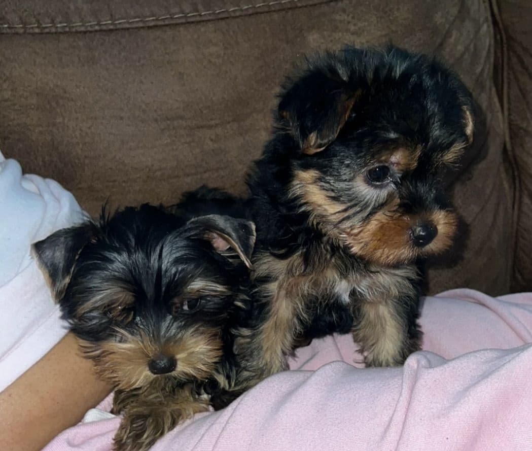 AKC Yorkshire Terrier Puppies crate and pad trained breeder image 1