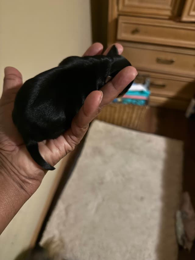 AKC Yorkshire Terrier Puppies crate and pad trained media 2