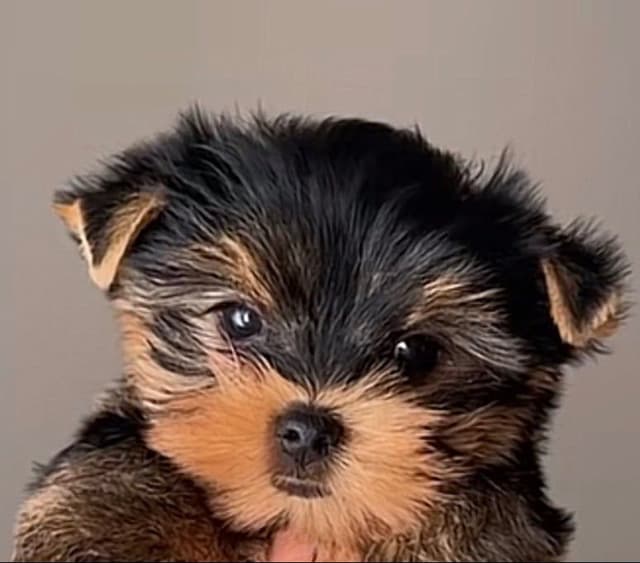 AKC Yorkshire Terrier Puppies crate and pad trained media 3