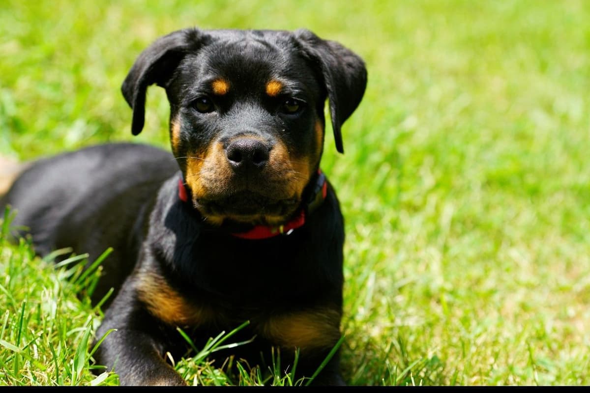 Rottweiler Puppies breeder image 1