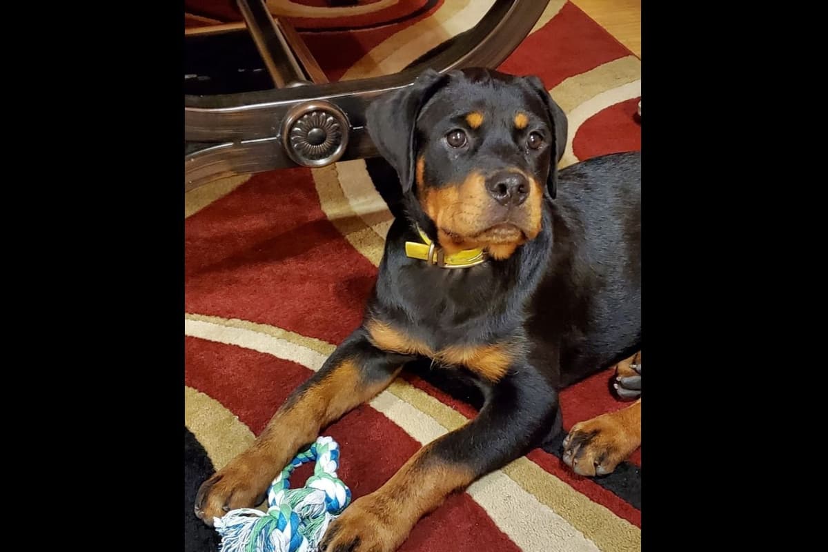 Rottweiler Puppies breeder image 3