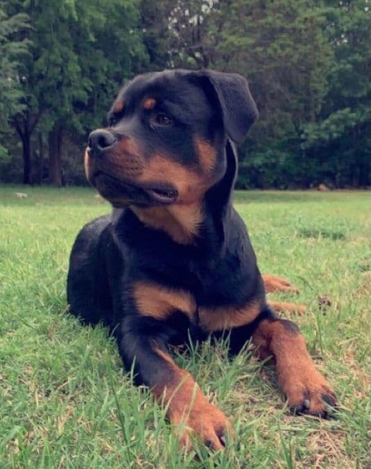 Rottweiler Puppies breeder image 5