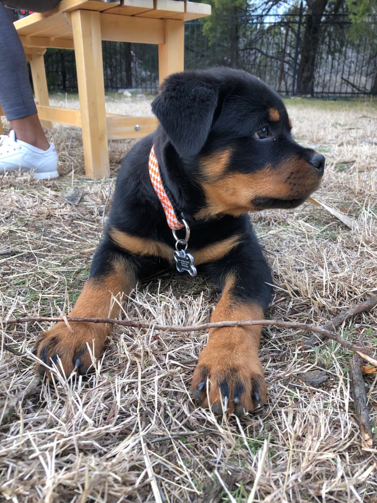 Rottweiler Puppies breeder image 7