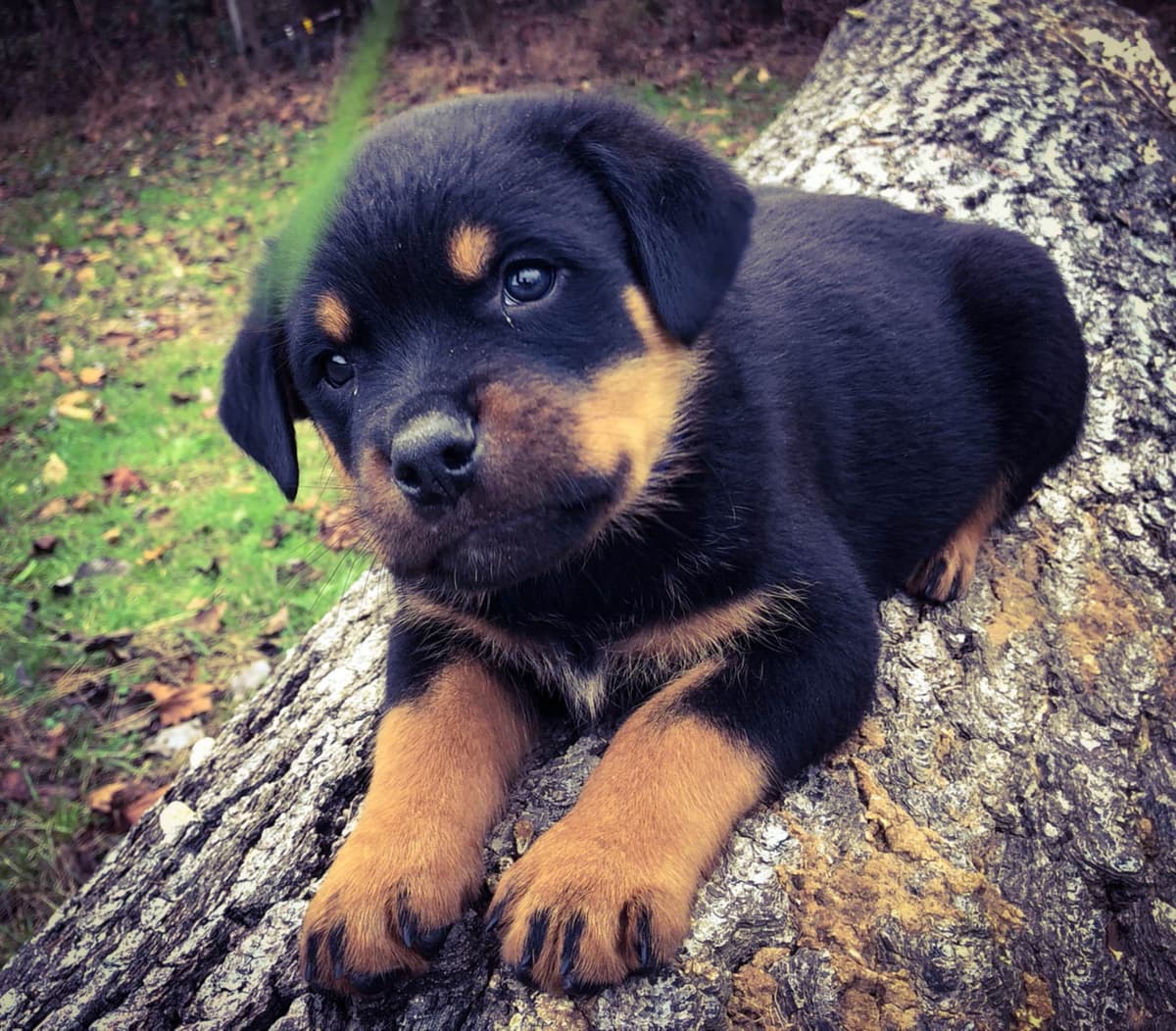 Rottweiler Puppies breeder image 8