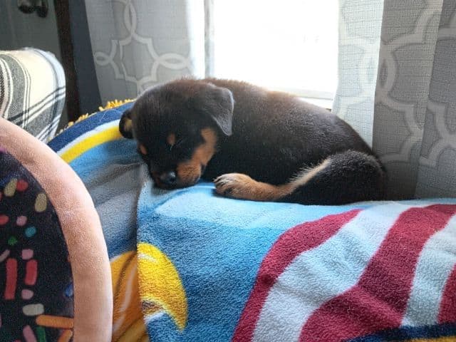 Rottweiler Puppies breeder image 10