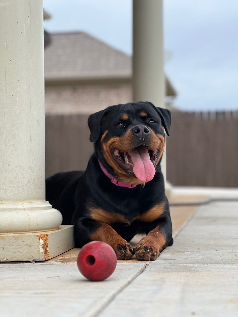 Rottweiler Puppies breeder image 11