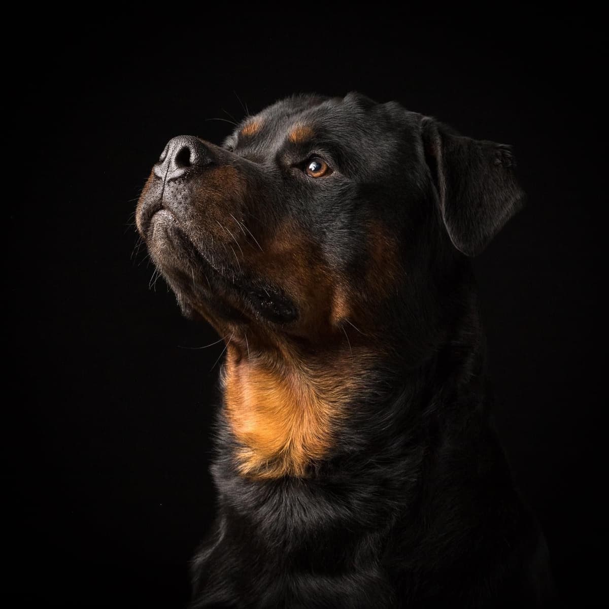 Rottweiler Puppies breeder image 6
