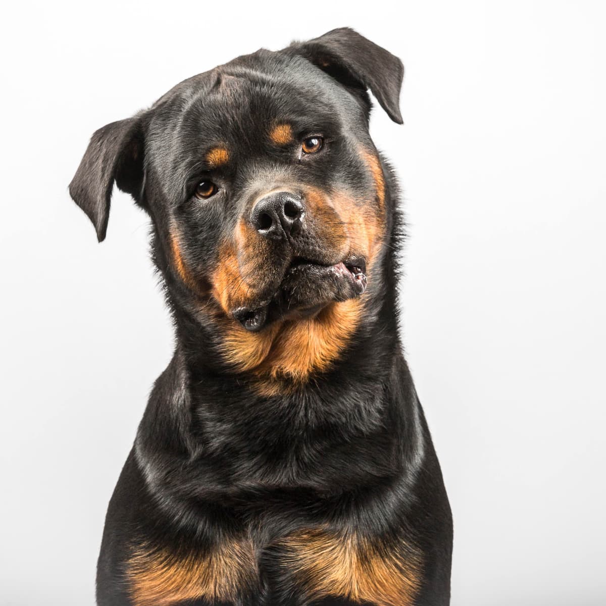 Rottweiler Puppies breeder image 16