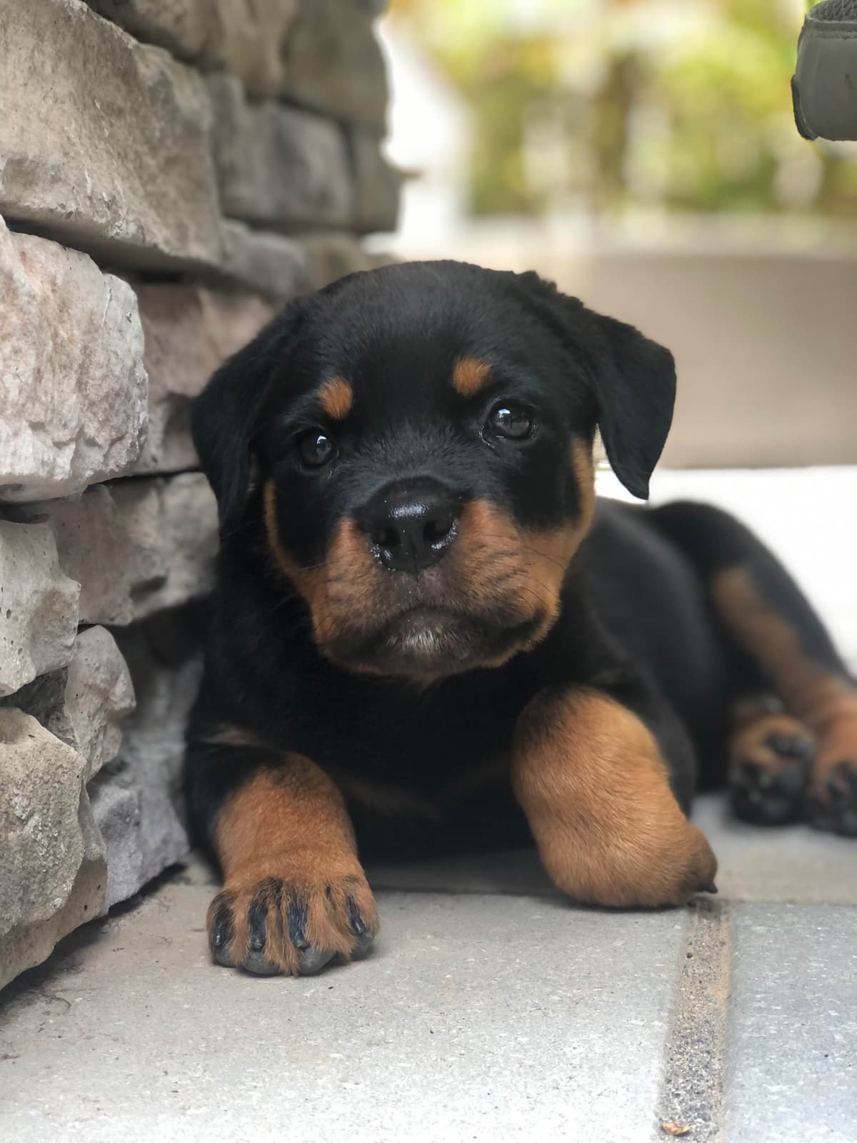 Rottweiler Puppies breeder image 18