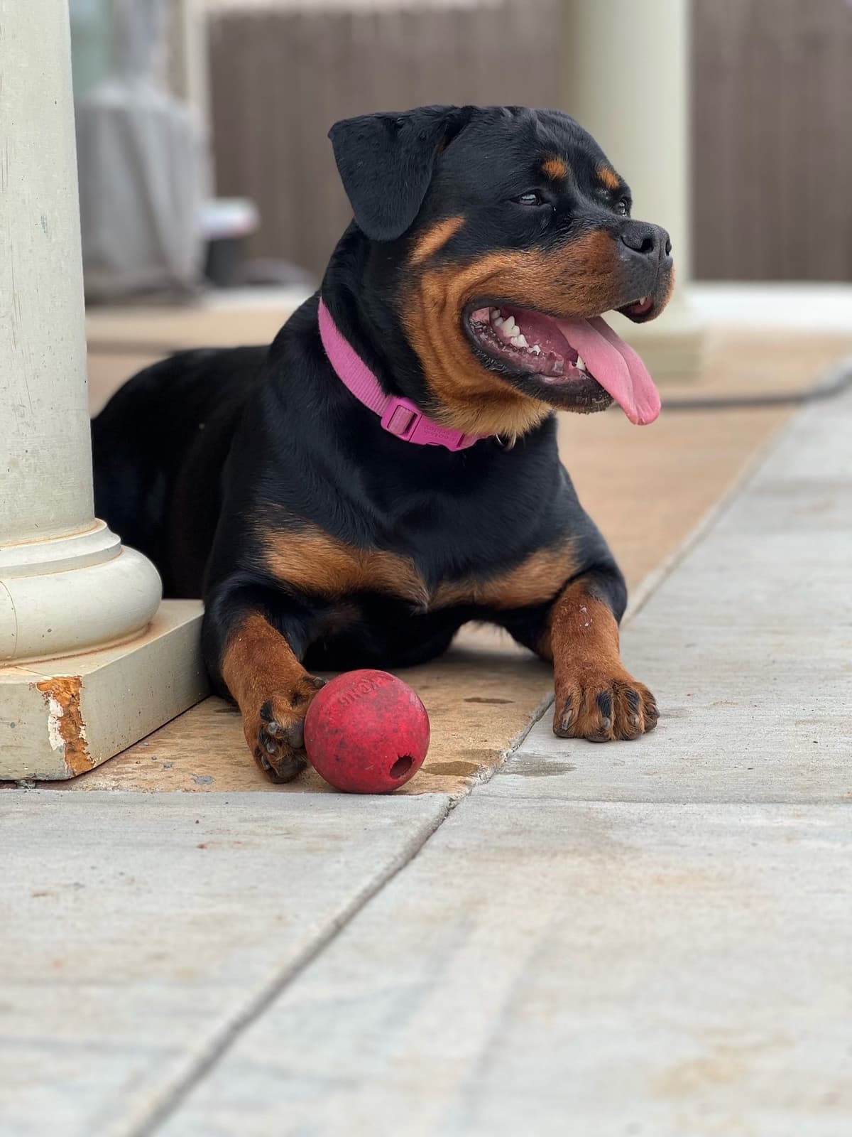 Rottweiler Puppies breeder image 17