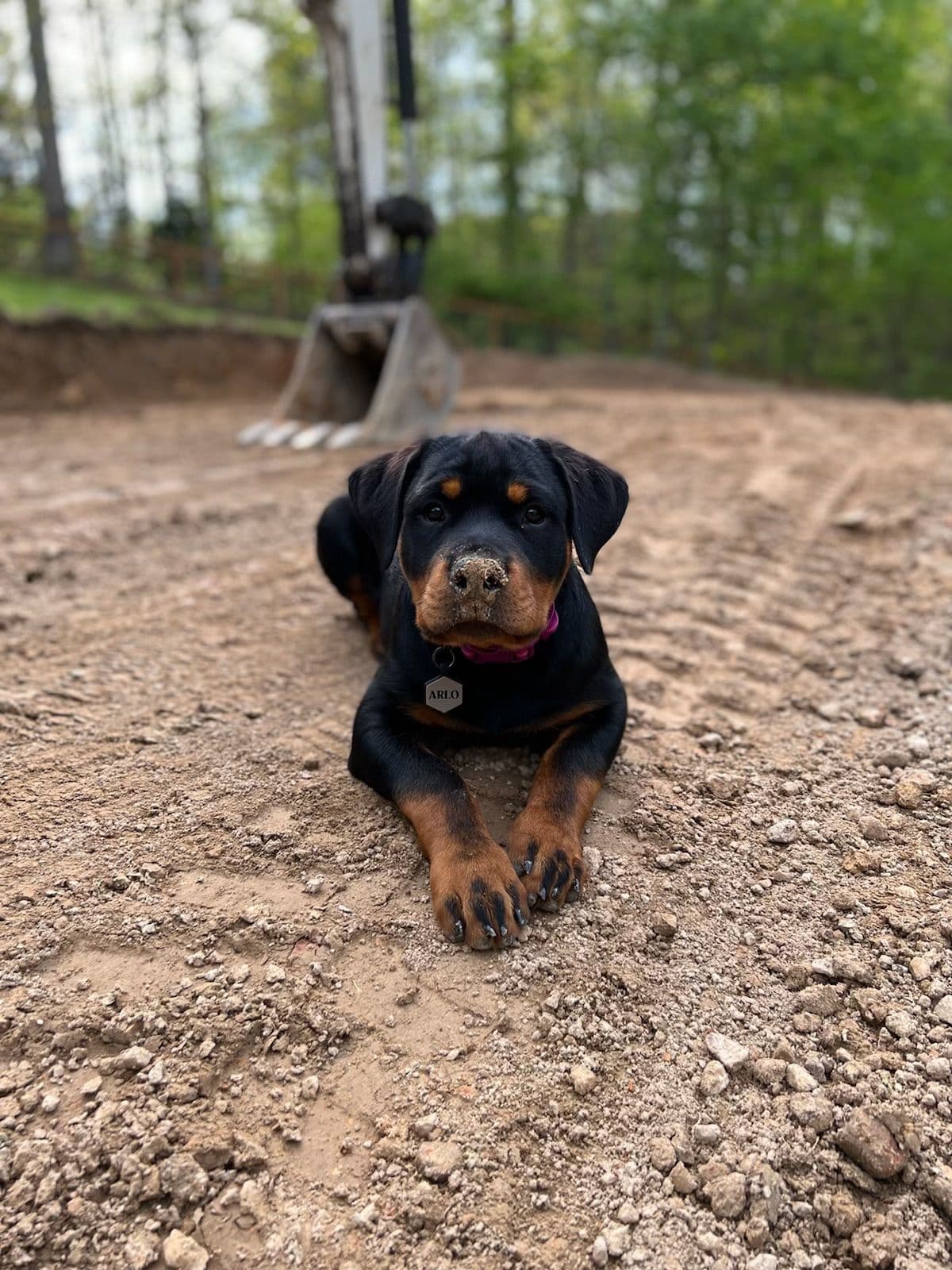 Rottweiler Puppies breeder image 20