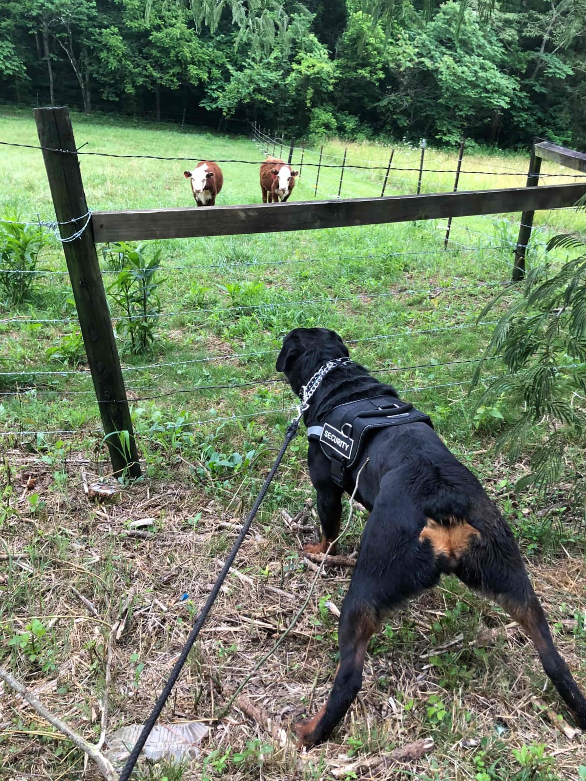 Rottweiler Puppies breeder image 22