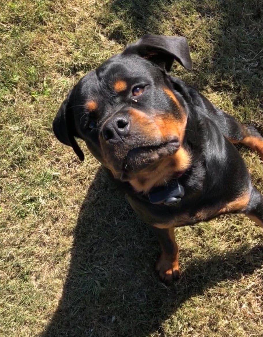 Rottweiler Puppies breeder image 23