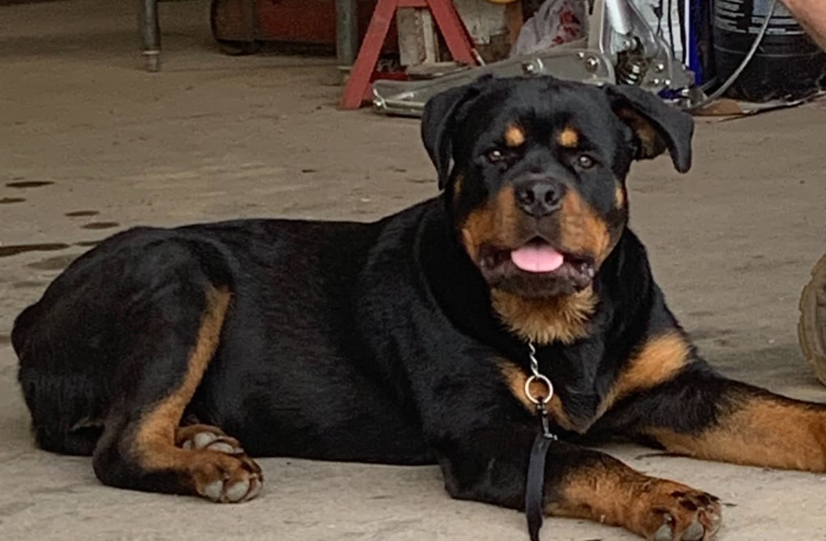 Rottweiler Puppies breeder image 24