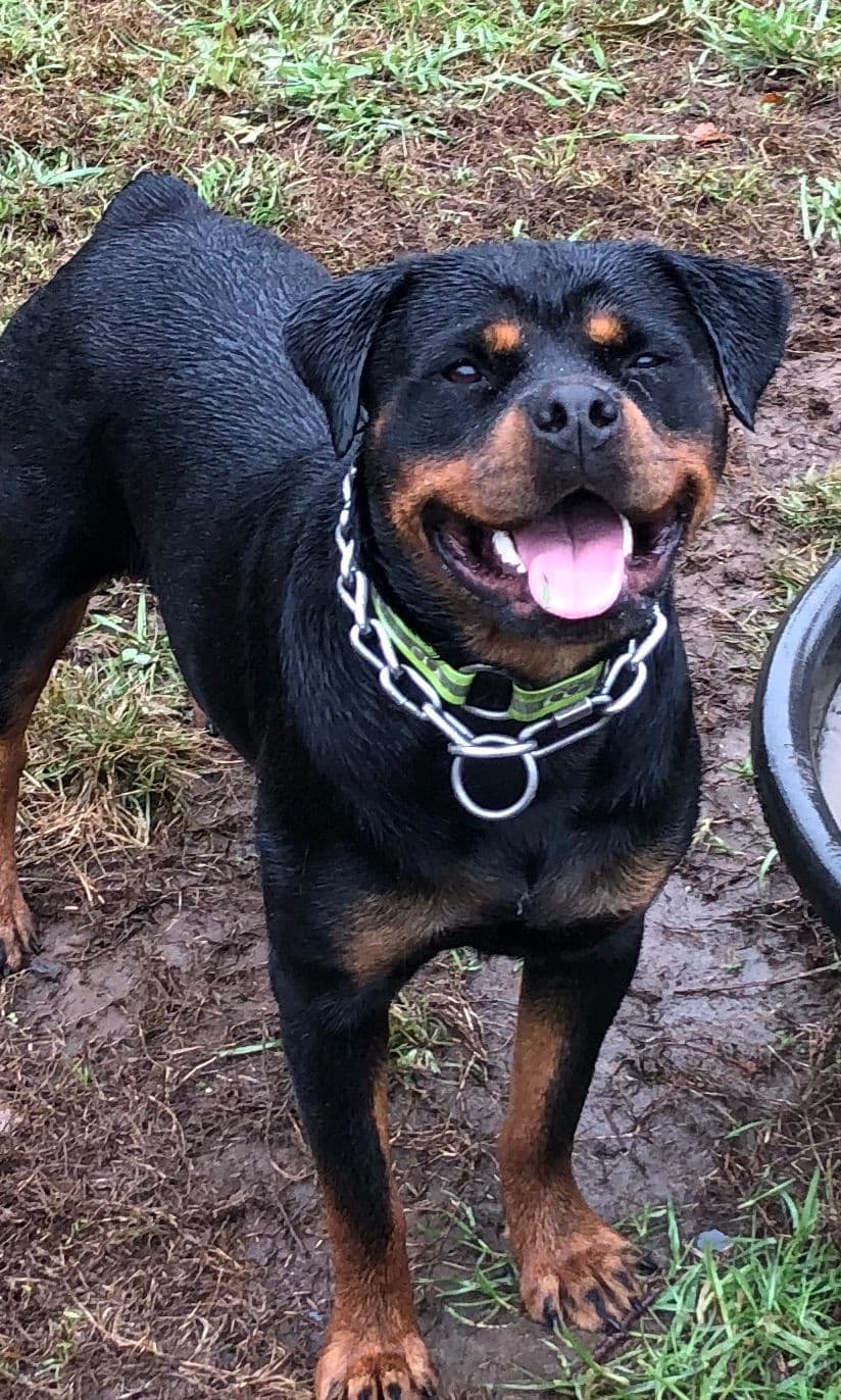 Rottweiler Puppies breeder image 25