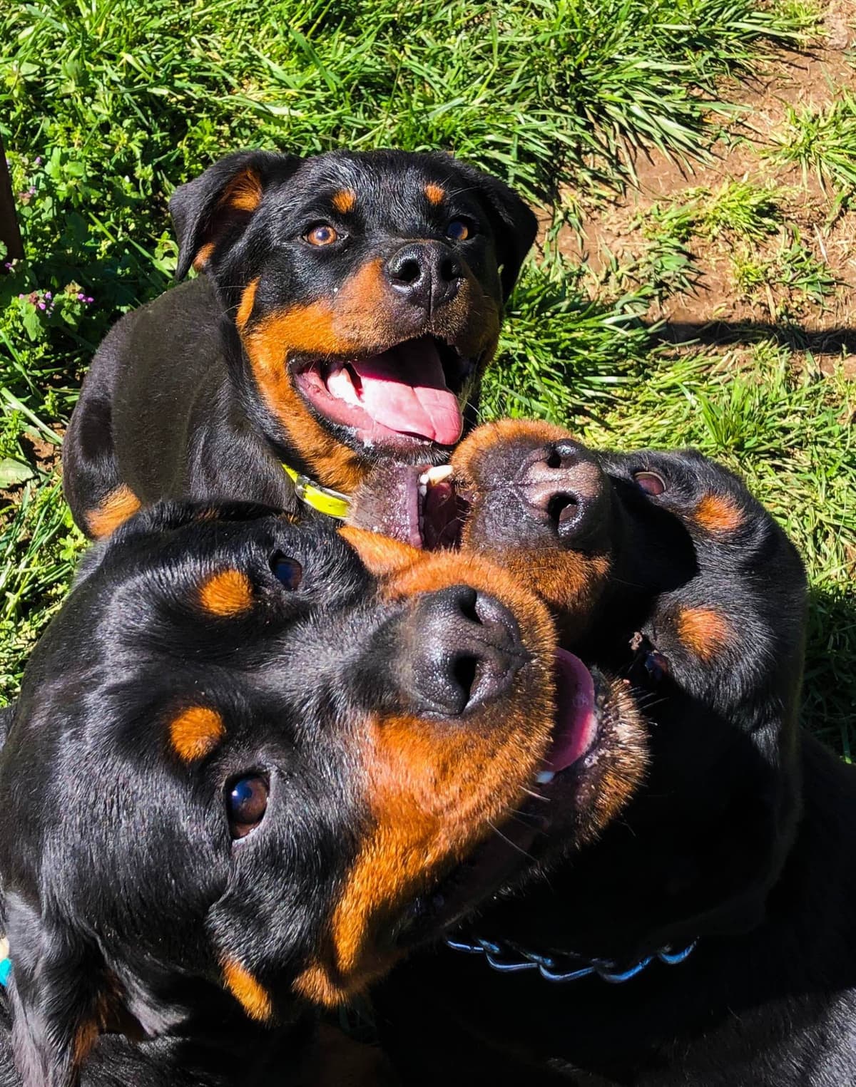 Rottweiler Puppies breeder image 26