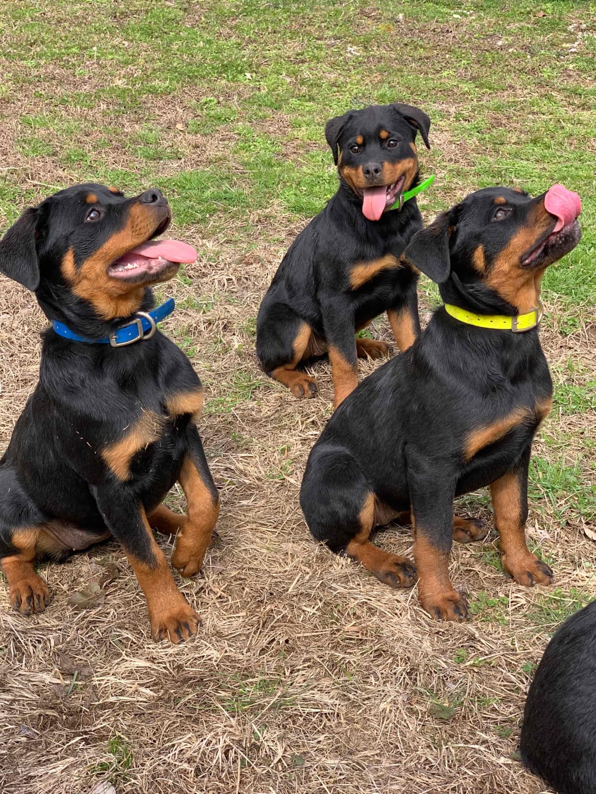 Rottweiler Puppies breeder image 27