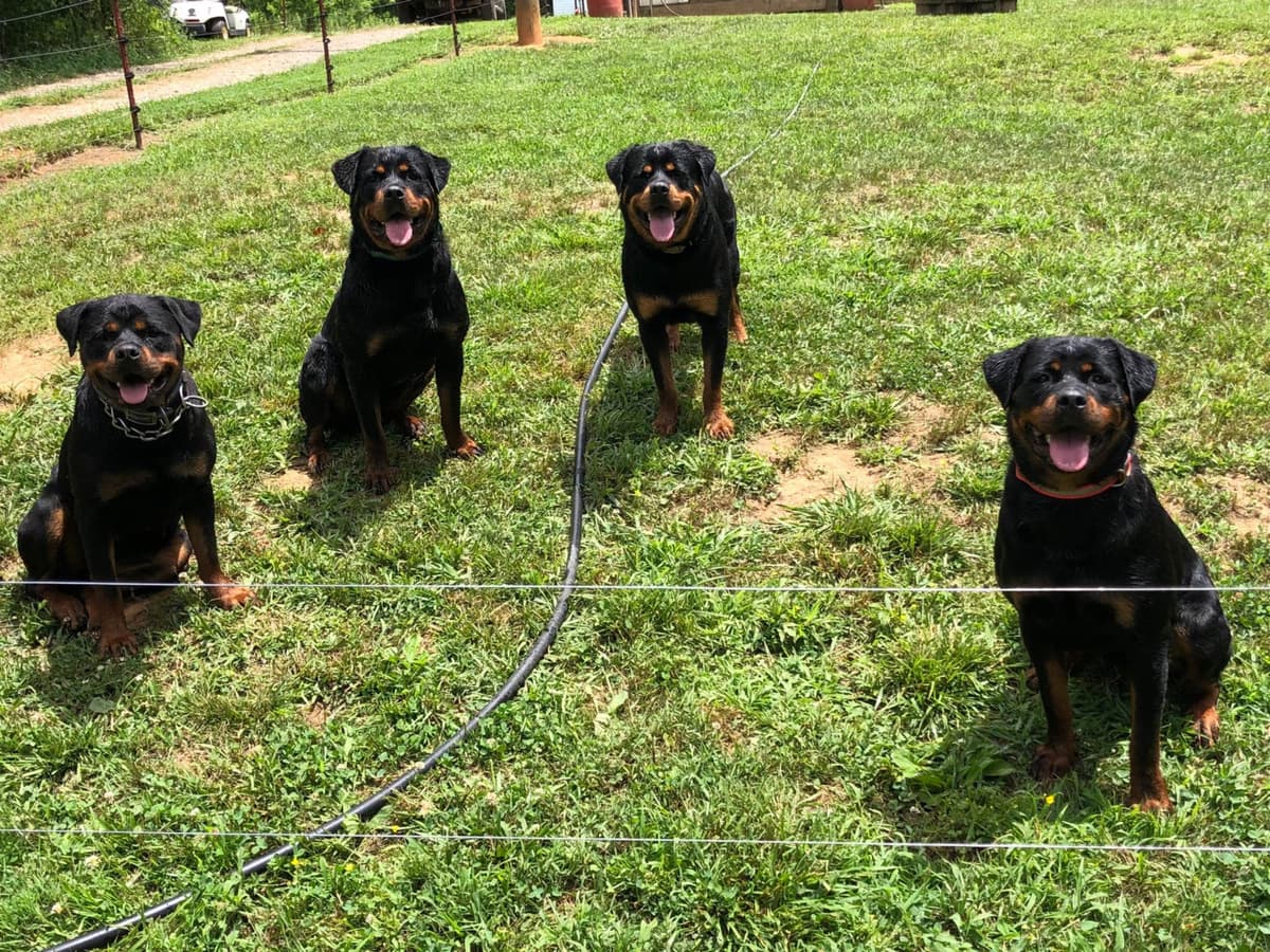 Rottweiler Puppies breeder image 28