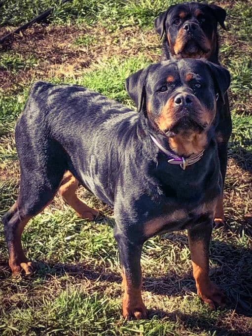 Rottweiler Puppies breeder image 29