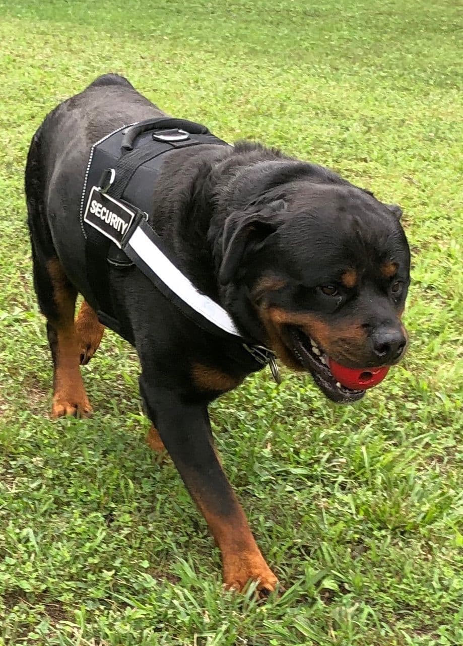 Rottweiler Puppies breeder image 30