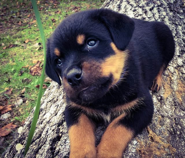 Rottweiler Puppies media 2