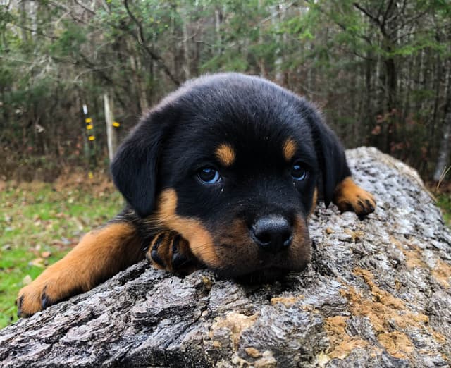 Rottweiler Puppies media 3