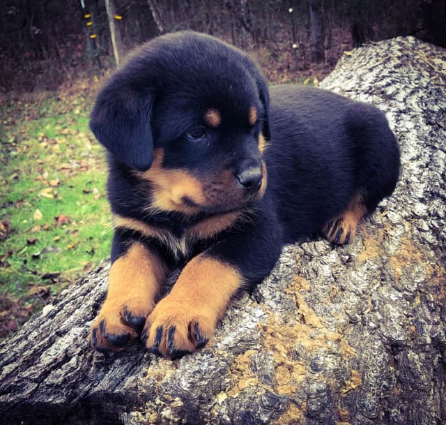 Rottweiler Puppies media 4