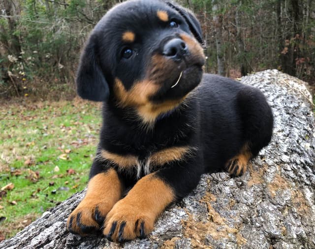 Rottweiler Puppies media 5