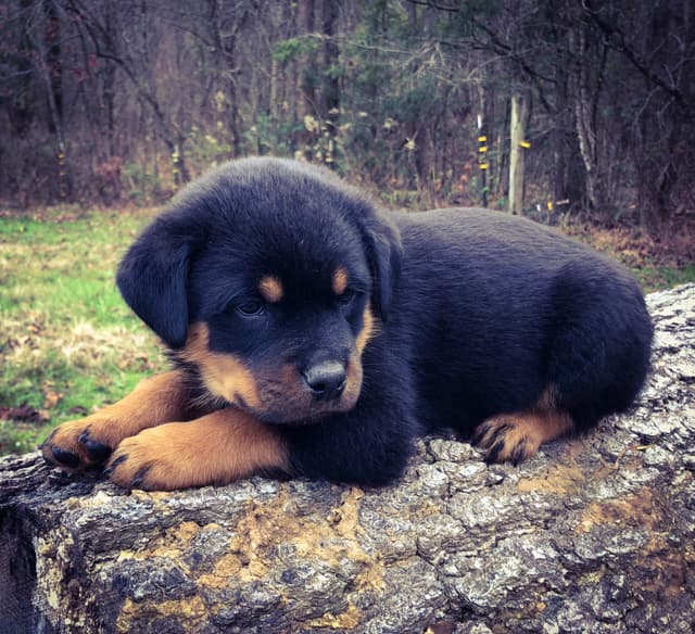Rottweiler Puppies media 6