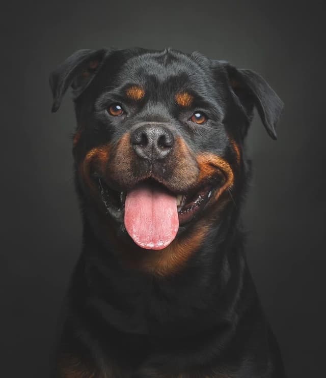 Rottweiler Puppies media 7