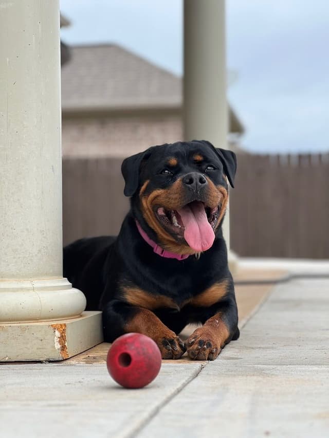 Rottweiler Puppies media 10