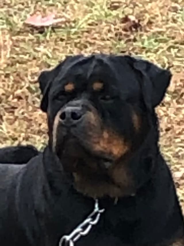 Rottweiler Puppies media 11