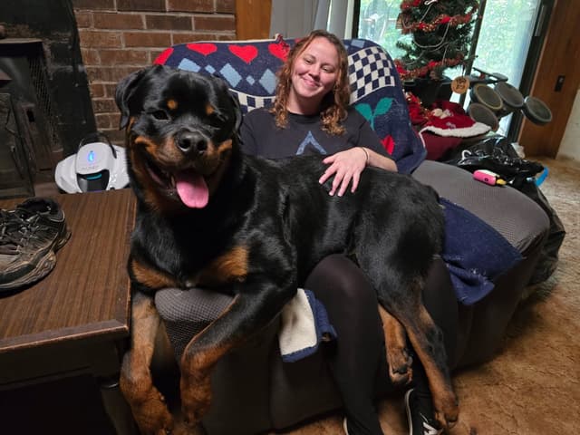 Rottweiler Puppies media 9