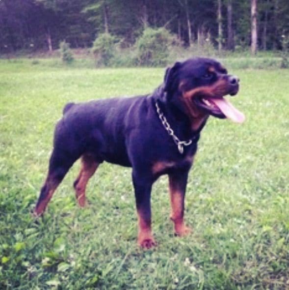 Rottweiler Puppies media 13