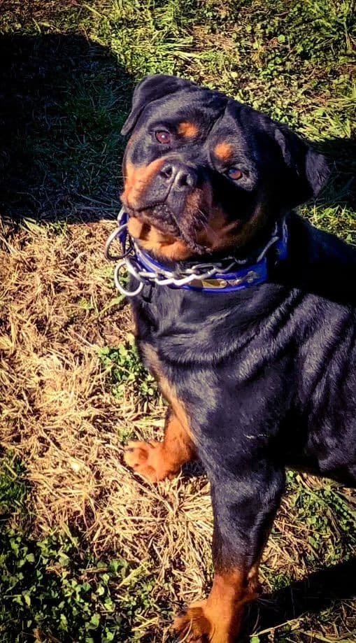 Rottweiler Puppies media 16