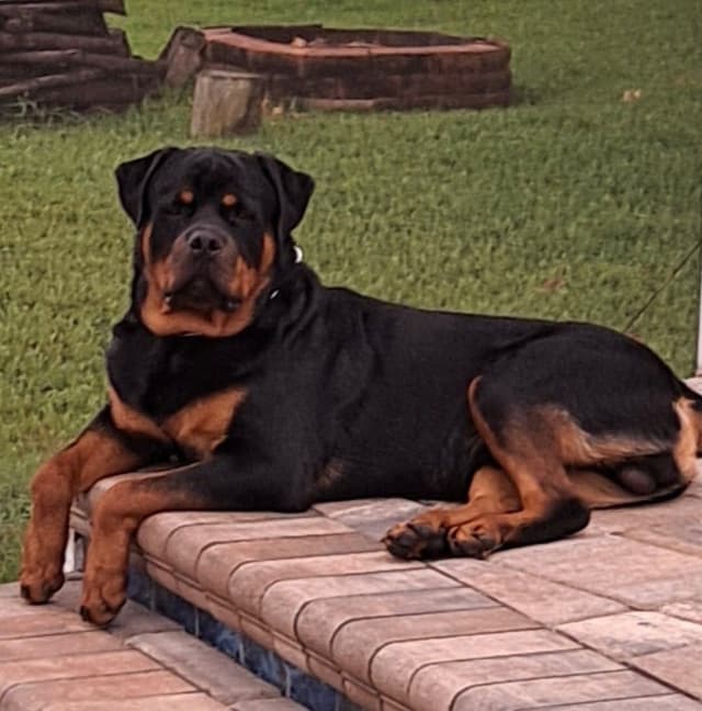 Rottweiler Puppies media 8