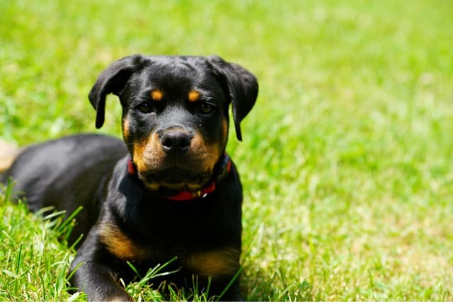 Rottweiler Puppies media 17