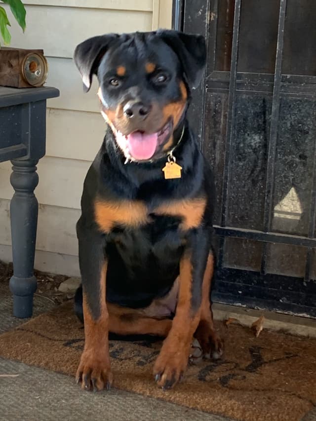 Rottweiler Puppies media 18