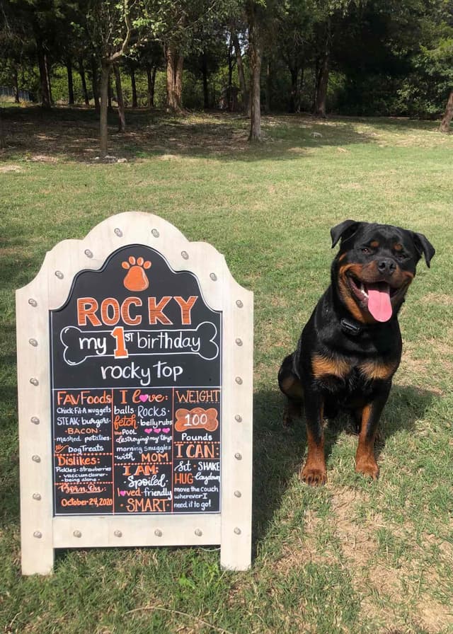 Rottweiler Puppies media 12