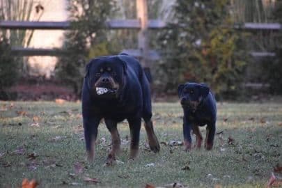 Rottweiler Puppies media 19