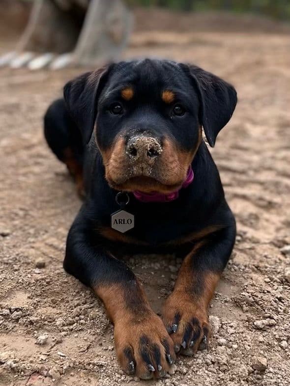 Rottweiler Puppies media 21