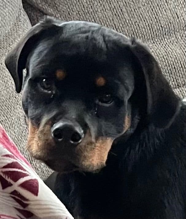 Rottweiler Puppies media 22