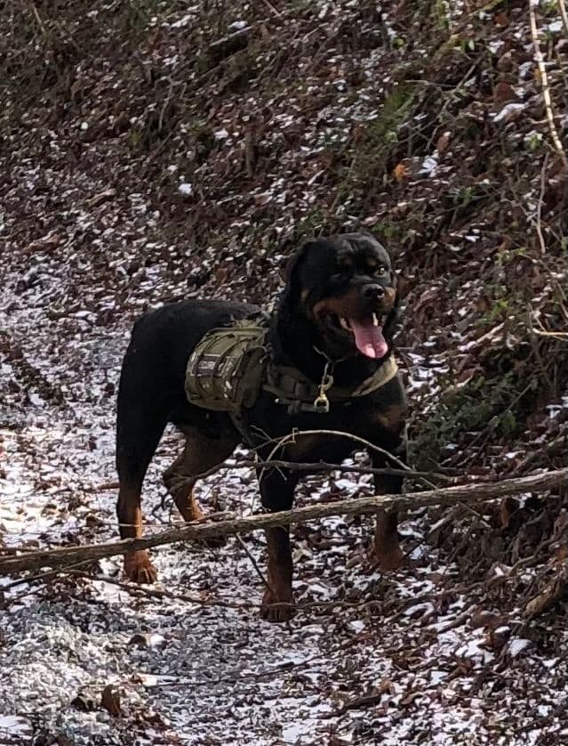 Rottweiler Puppies media 23