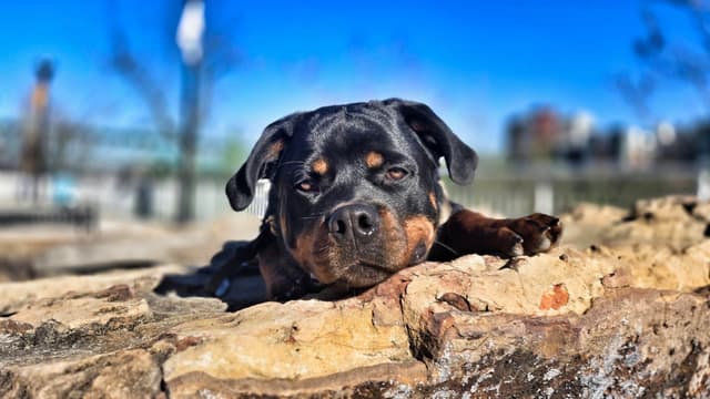 Rottweiler Puppies media 24