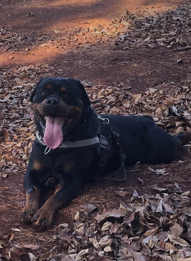 Rottweiler Puppies media 26