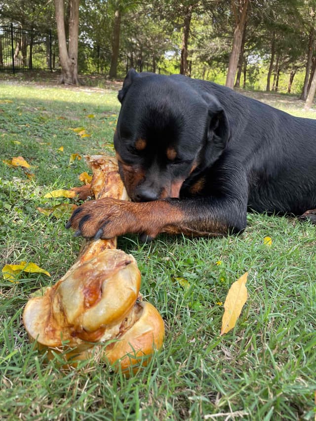 Rottweiler Puppies media 27