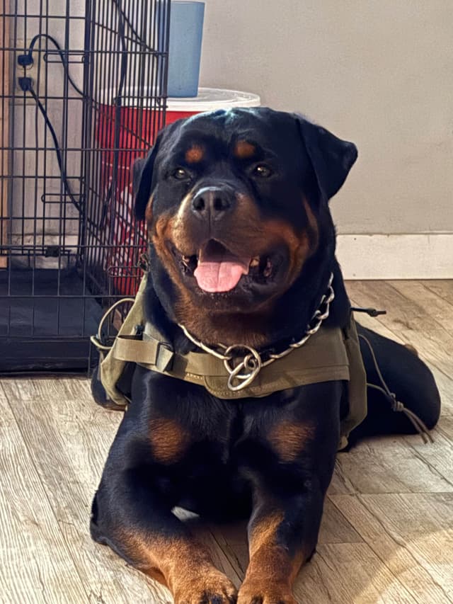 Rottweiler Puppies media 28