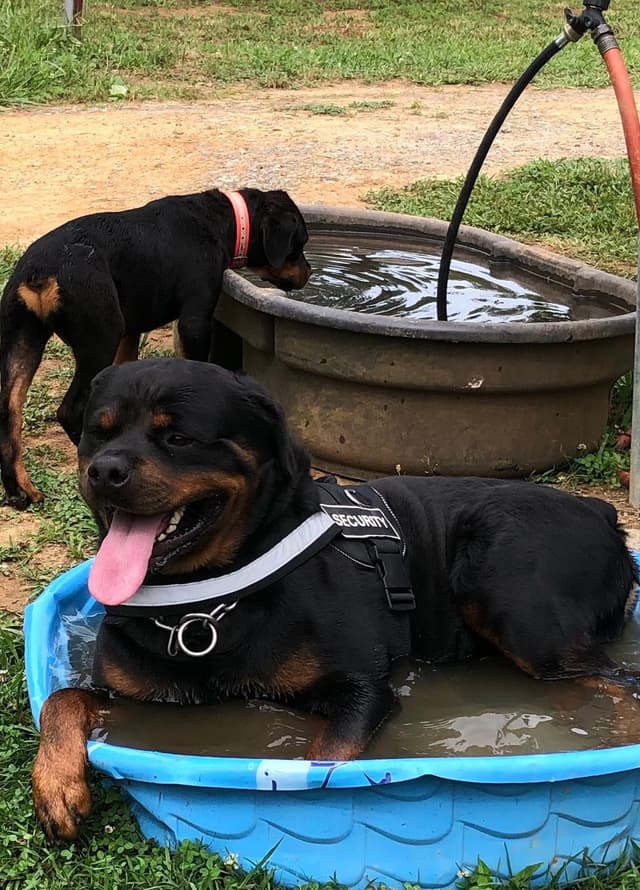 Rottweiler Puppies media 29
